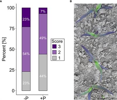 Can we abandon phosphorus starter fertilizer in maize? Results from a diverse panel of elite and doubled haploid landrace lines of maize (Zea mays L.)
